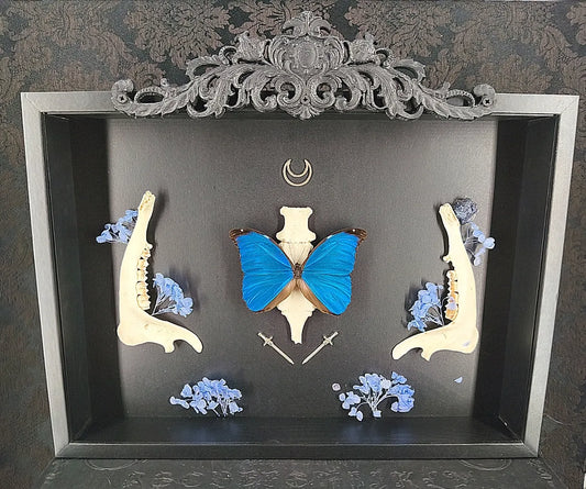 Cadre Entomologique Gothique Papillon Bleu & Os – Cabinet de Curiosités