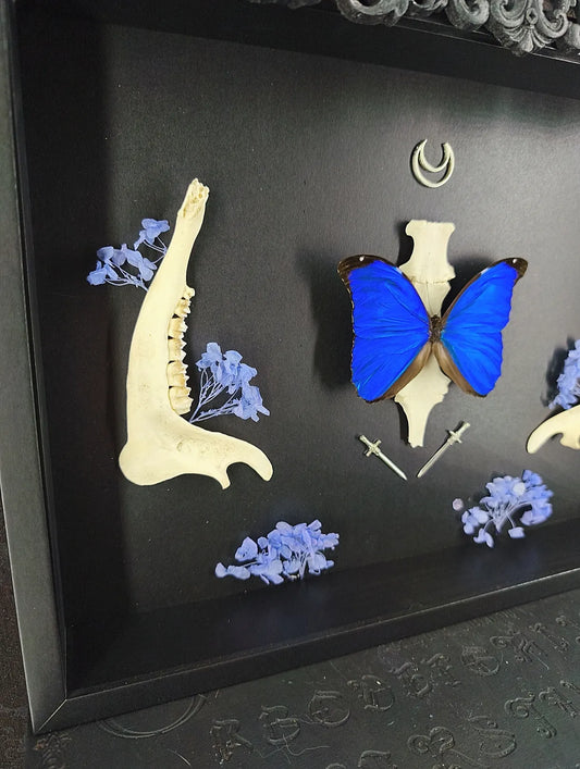 Cadre Entomologique Gothique Papillon Bleu & Os – Cabinet de Curiosités