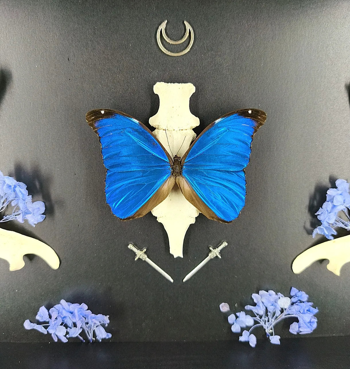 Cadre Entomologique Gothique Papillon Bleu & Os – Cabinet de Curiosités