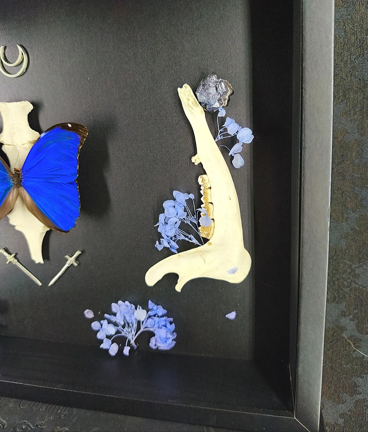 Cadre Entomologique Gothique Papillon Bleu & Os – Cabinet de Curiosités