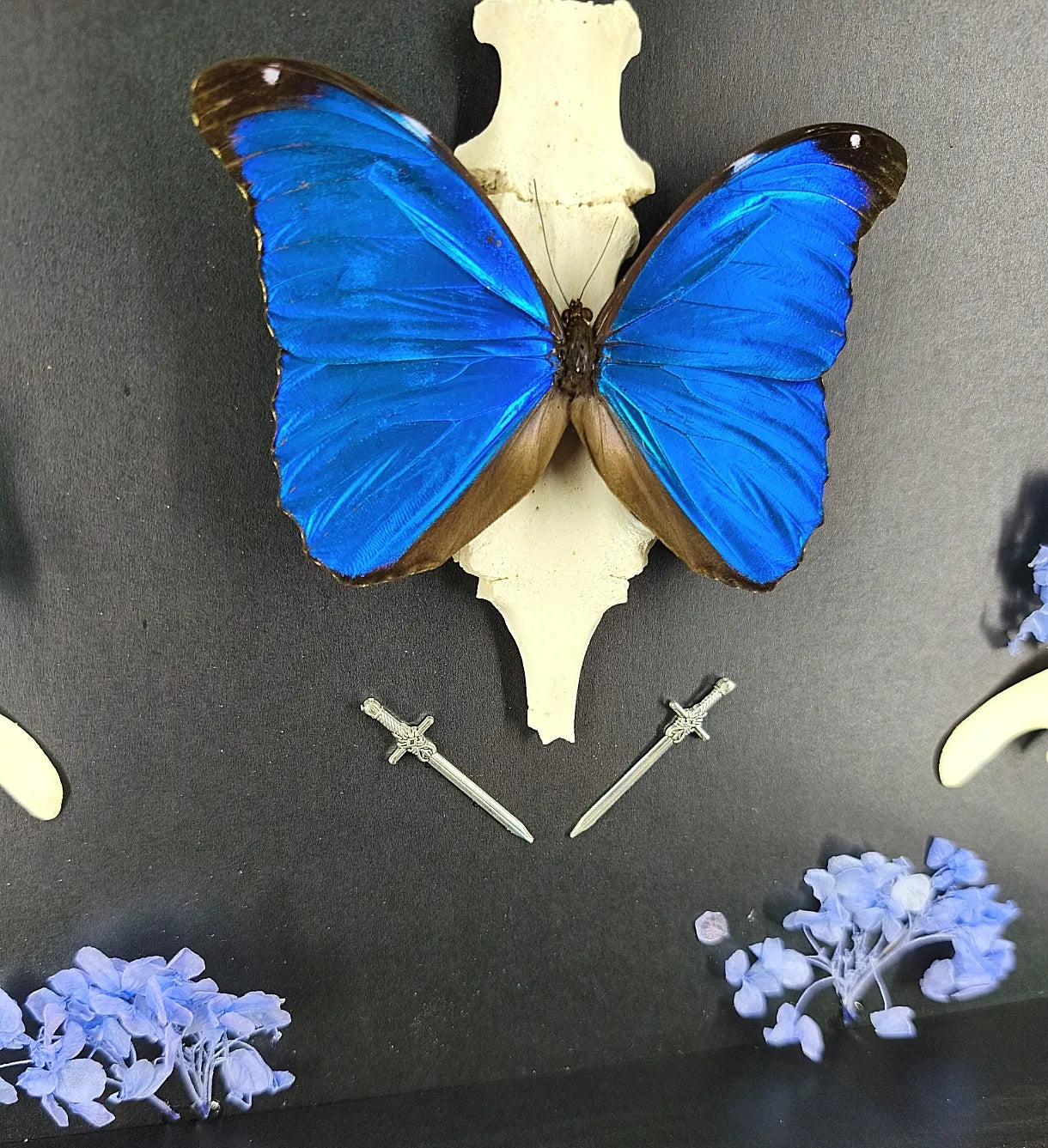 Cadre Entomologique Gothique Papillon Bleu & Os – Cabinet de Curiosités