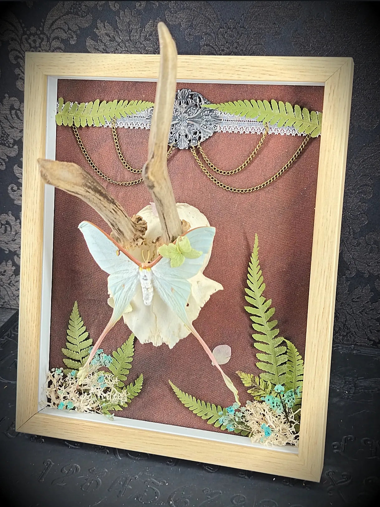 Vue de côté du cadre entomologique et du crâne de chevreuil posés sur une table