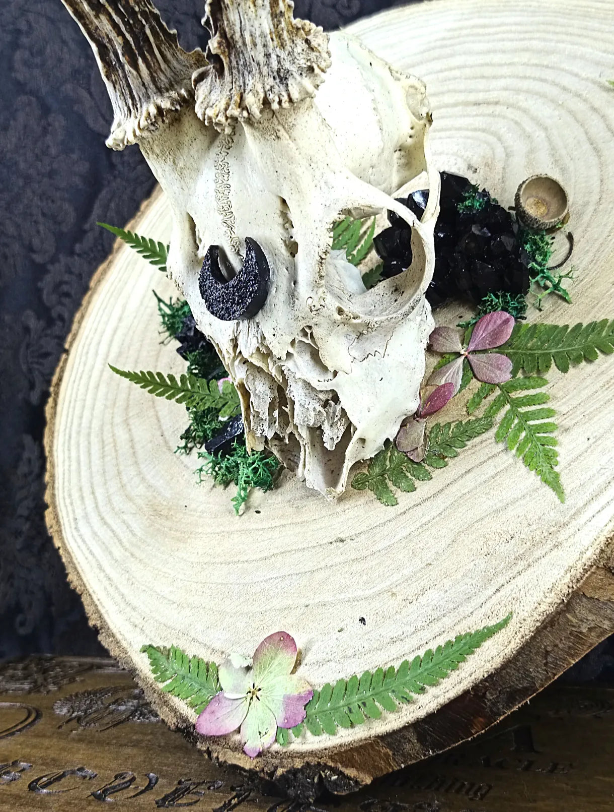 Vue du dessous du massacre de chevreuil avec végétaux