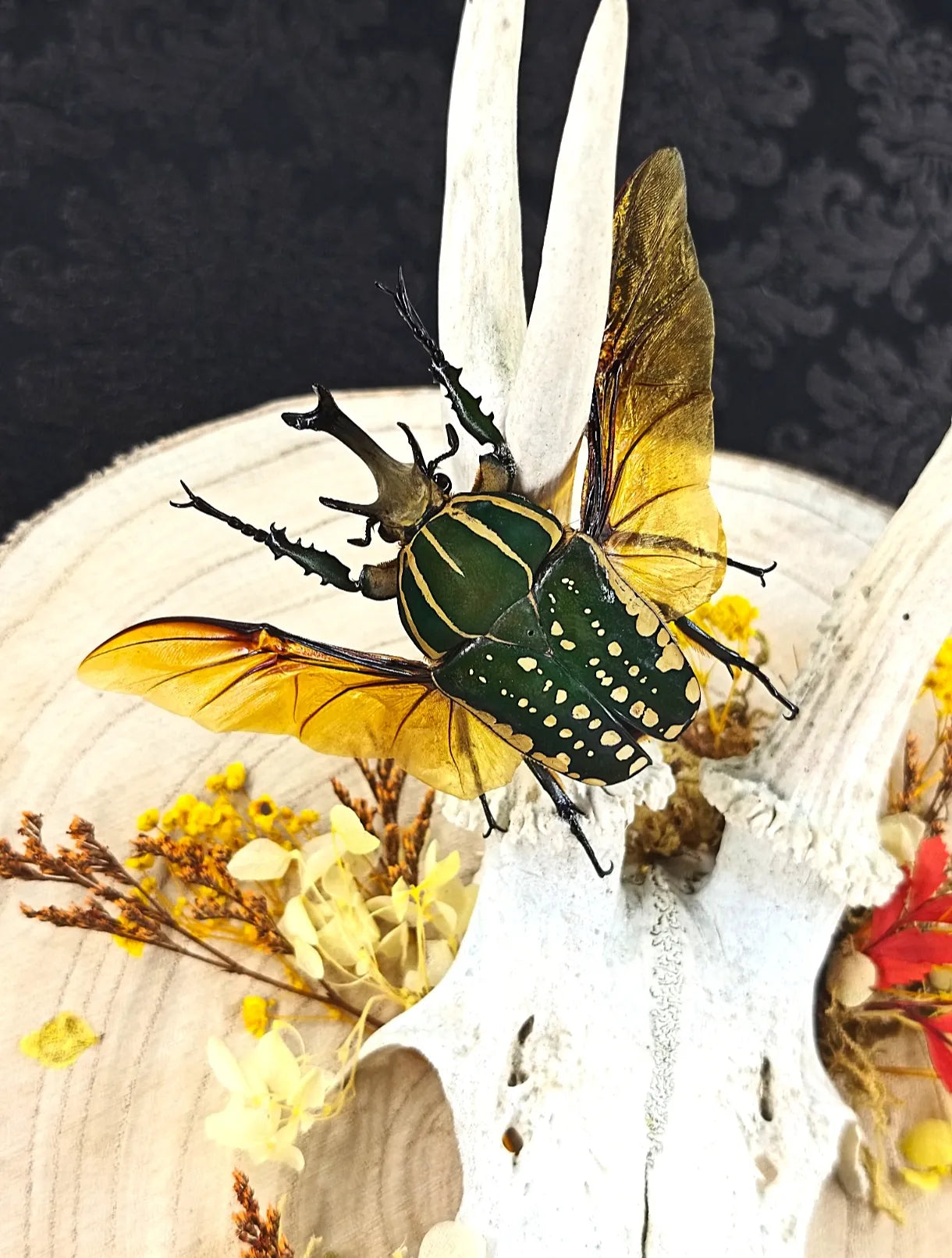 Vue rapprochée insectes naturalisés sur décoration murale en bois