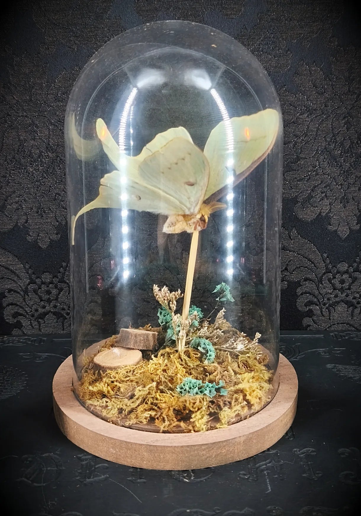 Vue rapprochée papillon vert et décor naturel sous cloche en verre