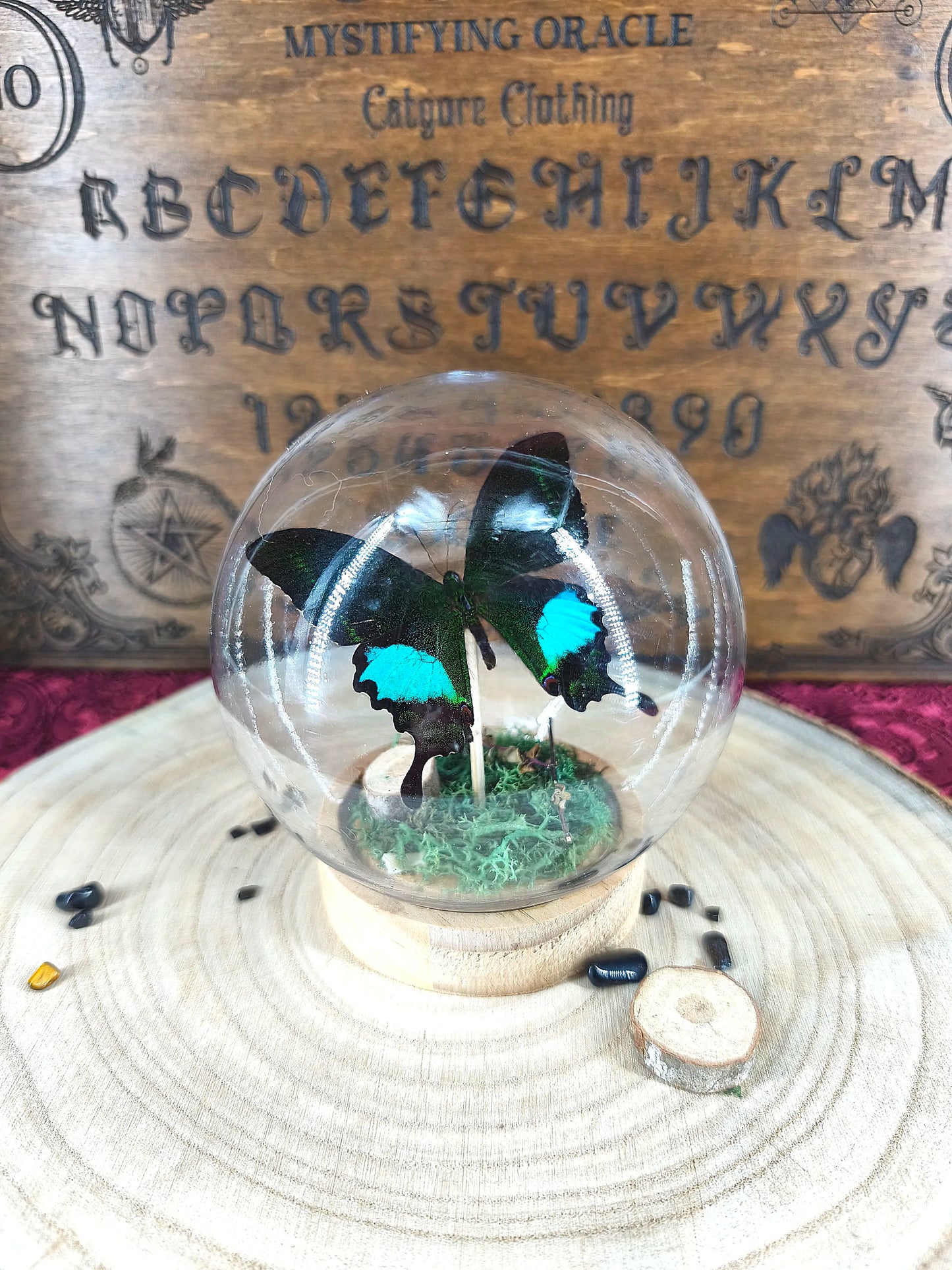 cloche en verre avec papillon naturalisé sur socle bois