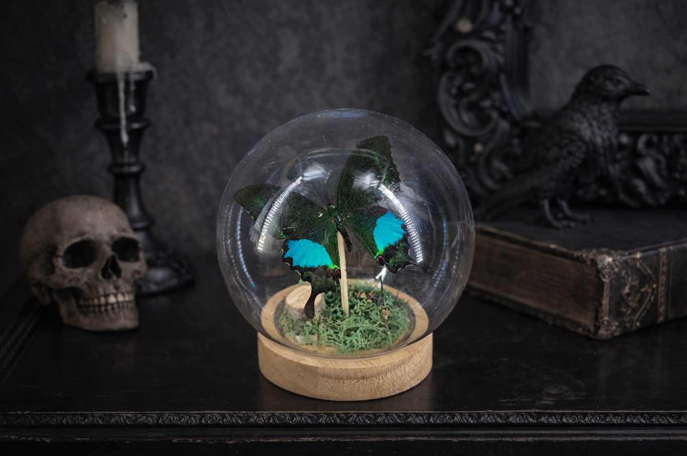 cloche papillon entomologie noir et vert