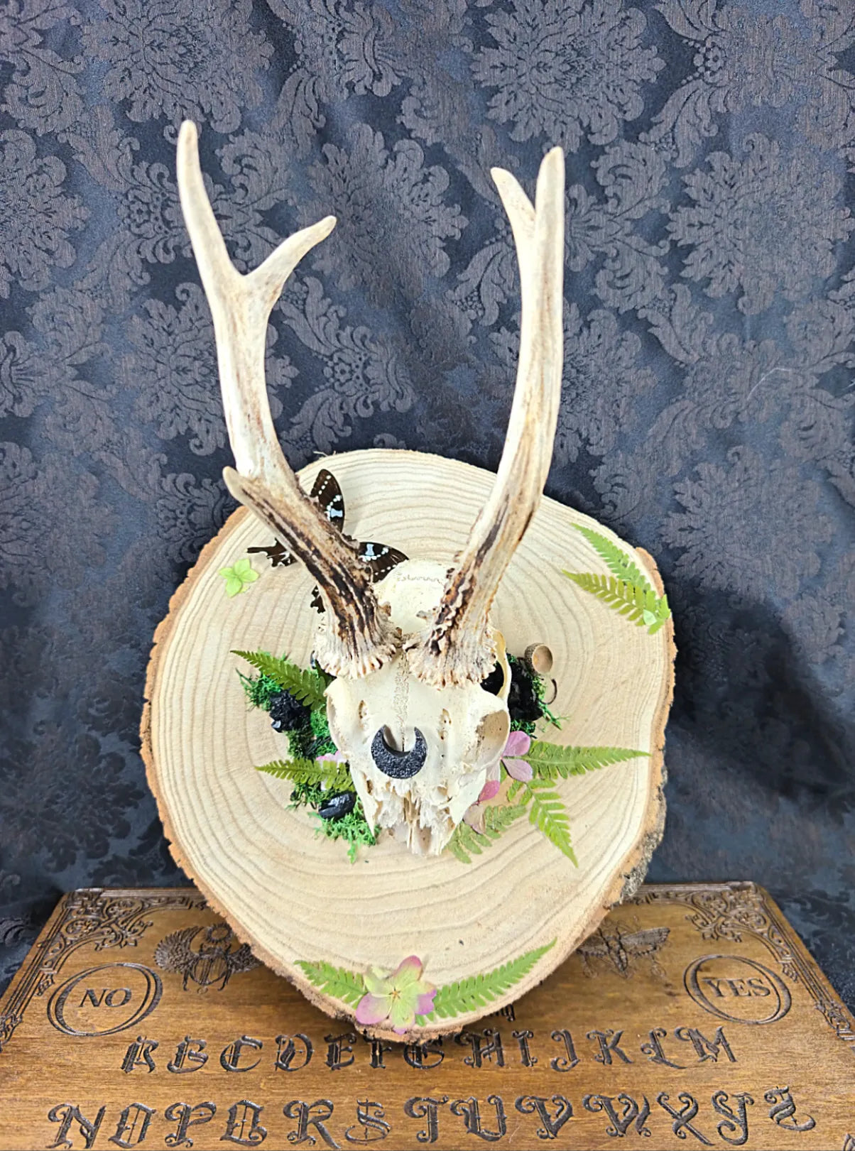 crâne de chevreuil et papillon décoration cabinet de curiosités