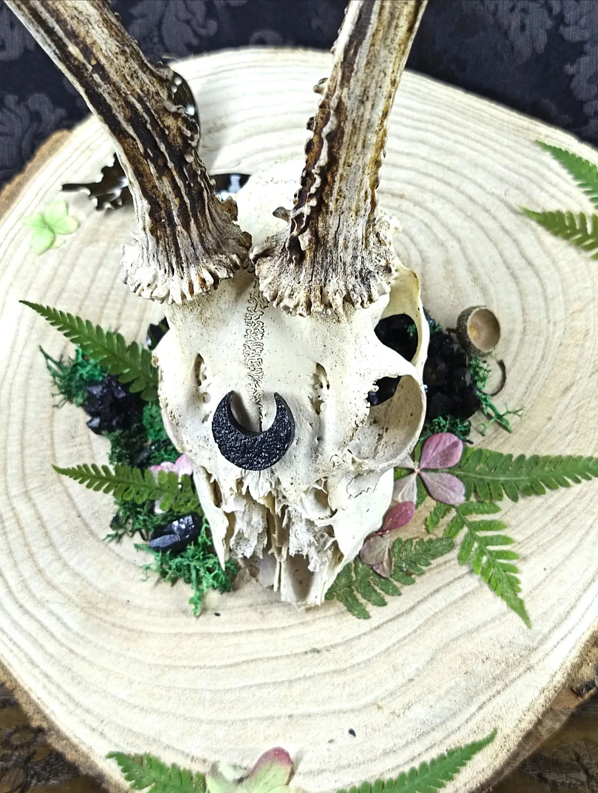 Vue de face rapproché du massacre de chevreuil avec végétaux et lune