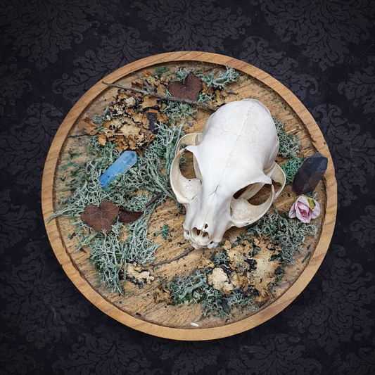 décoration gothique crâne de chat et cristaux