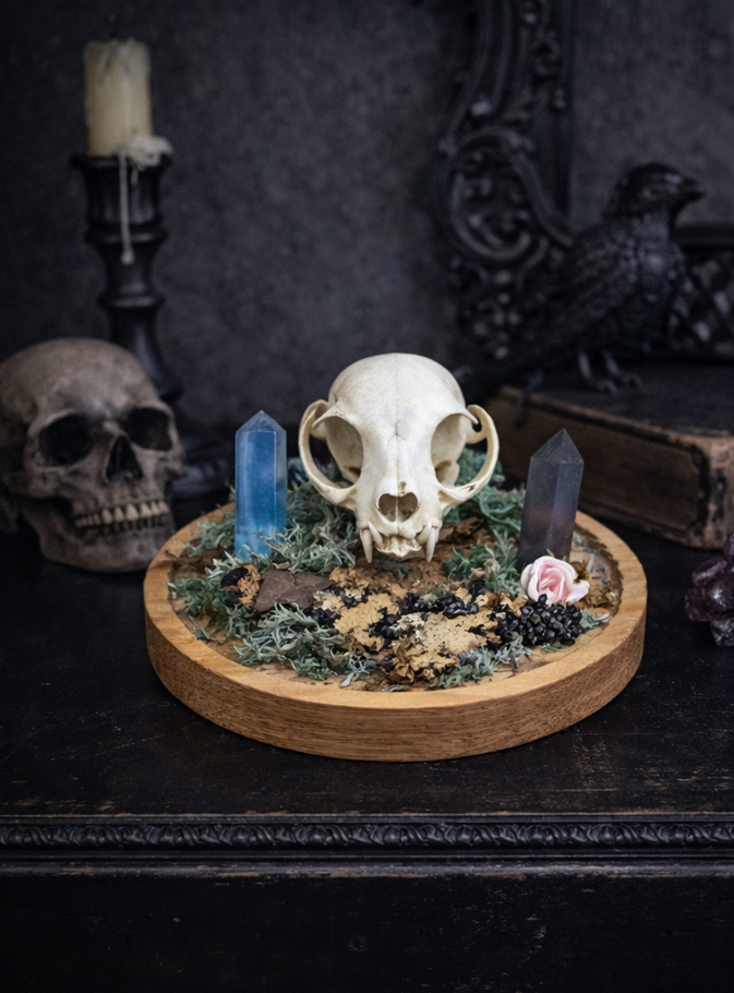 décoration gothique crâne de chat et cristaux sur bureau