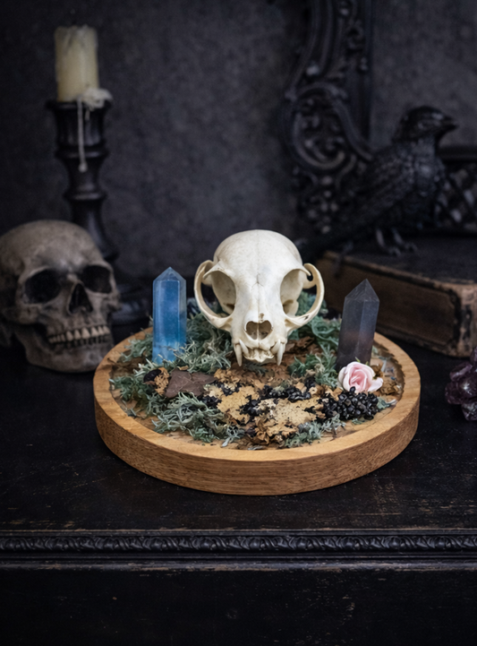 décoration gothique crâne de chat et cristaux sur bureau