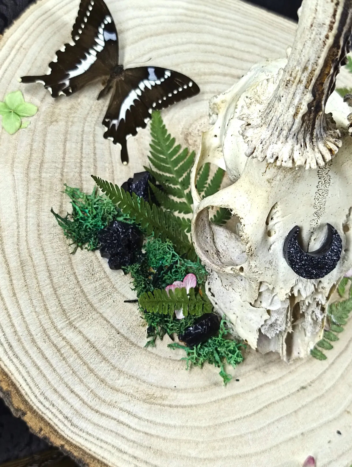 décoration witchy crâne animal et cristaux
Vue de côté du crâne avec papillon