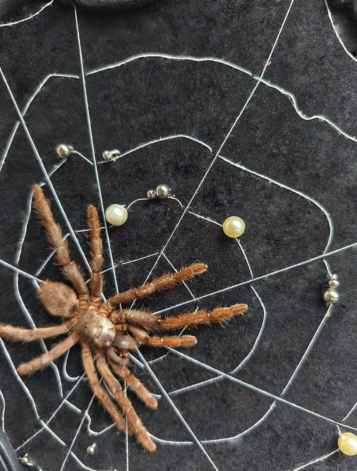 détails de la toile d'araignée et des perles du cadre baroque gothique 