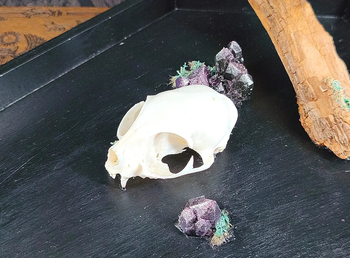 Détail du crâne de chat et cristaux violet