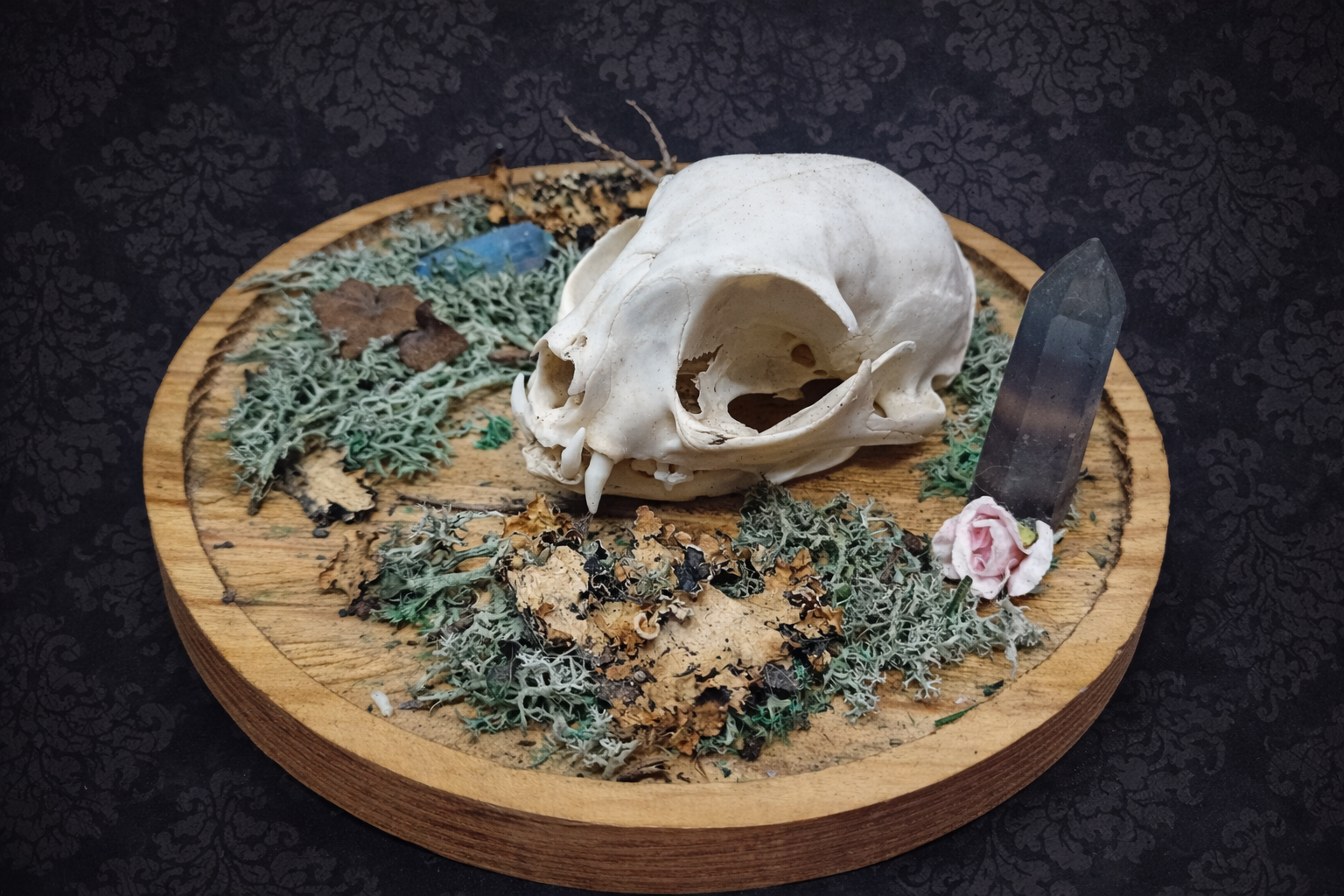 deco witchy crâne de chat bureau vu de profil