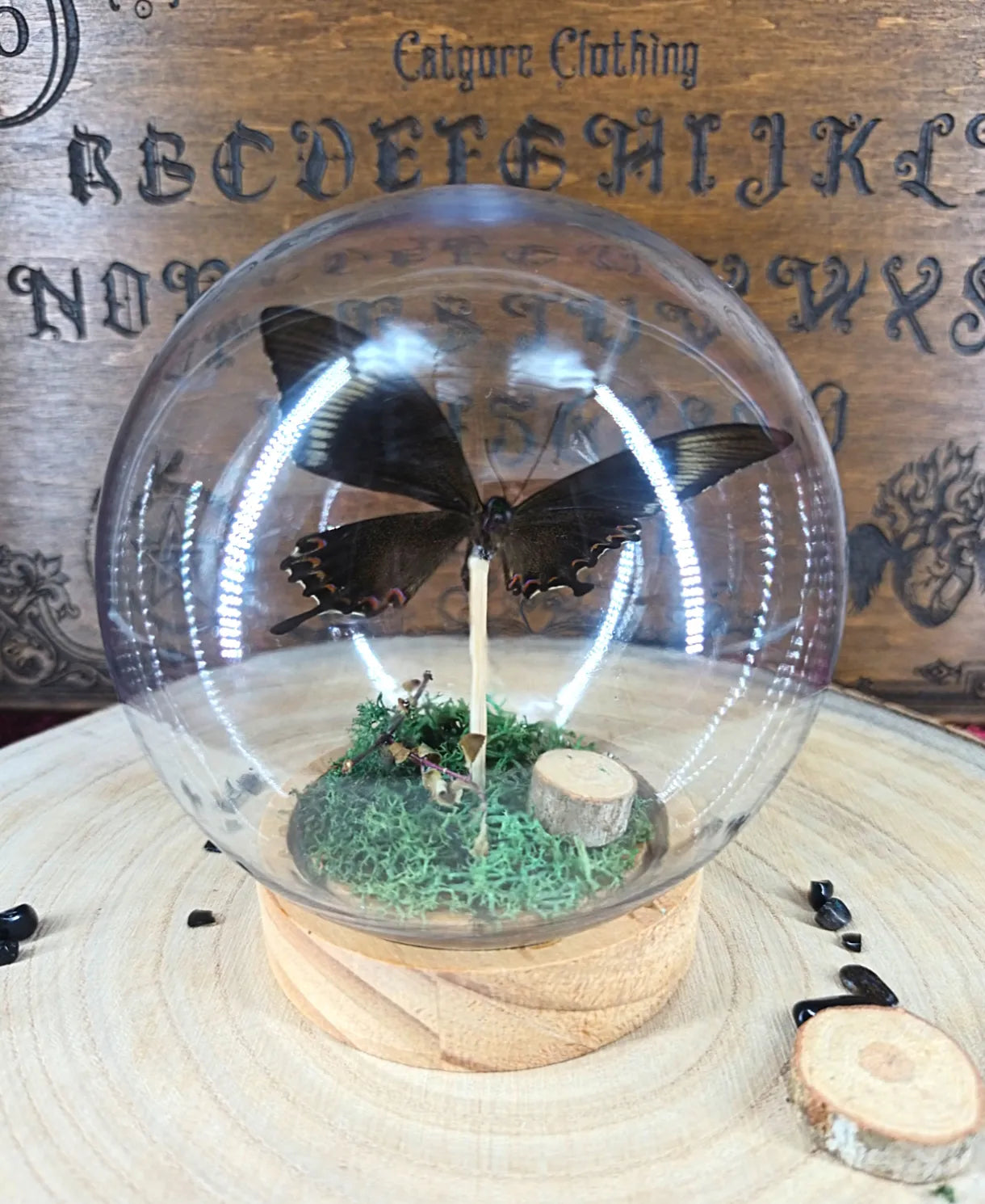 objet déco witchy et cabinet de curiosités avec papillon 
Vue du papillon de l(intérieur sur tige en bois