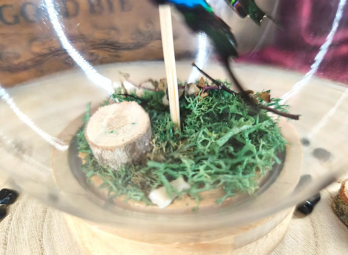 papillon gothique et mousse végétale sous cloche artisanale
détail de la mousse et du rondin de bois 