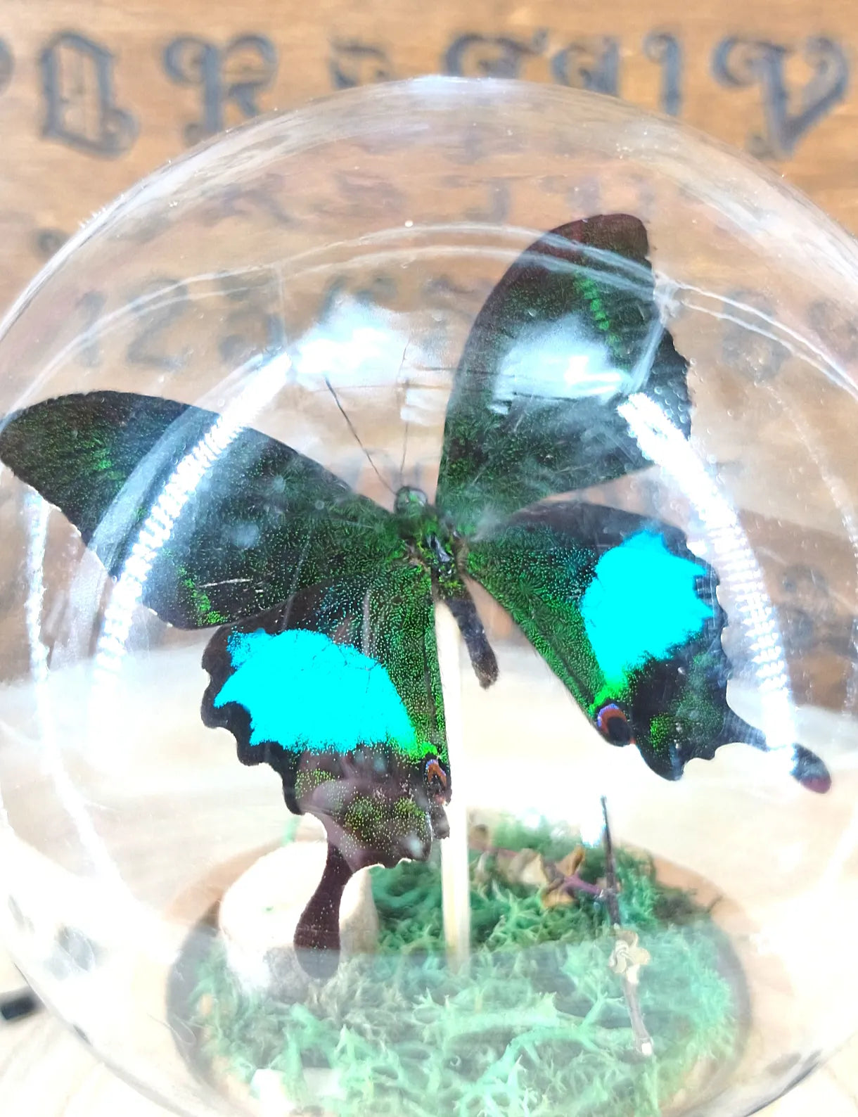 papillon noir, bleu et vert vu de près
papillon turquoise sous cloche en verre sur fond ésotérique
